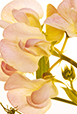 Sweet Pea